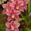 Jussara P. Jussara P.