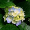 Rosete F. Rosete F.