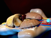 Anatomia e Fisiologia Humana