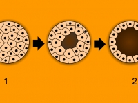 Biologia - Embriologia e Histologia