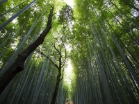 Uso do equipamento de proteção individual (EPI) nas Atividades Florestais