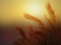 Agricultura familiar y paisajes rurales en la Grecia antigua