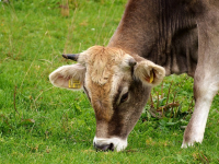 Producción Animal y Biotecnologías Pecuarias: Nuevos Retos