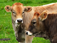 Factores climáticos que afectan el desempeño productivo del ganado bovino de carne y leche