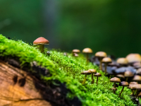 Como mejorar la fertilidad del suelo con MRF