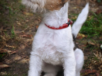 How to train your dog to walk on a leash