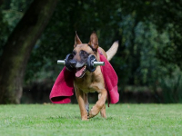 How to Train Dog Tricks (Easiest to most Difficult)