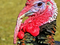 Happy Thanksgiving Recipes