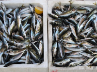 Good Friday Fish Recipes