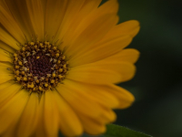 How to paint Flowers