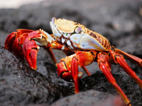 Como cocinar Cangrejos