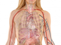 Learning About Human Body