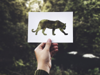 Ecosystems and Biomes