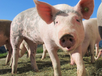 How to Take Care of a Pet Pig