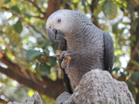 How to Take Care of a Pet Bird