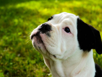 Dog Training With Victoria Stilwell