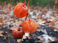 Decorations for the House