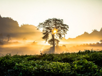 The Garden Home Challenge With P. Allen Smith