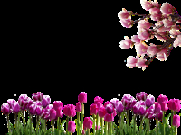 Garden Home Inside & Out | P. Allen Smith Classics