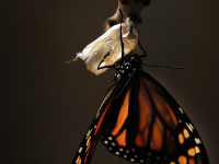 Fitlife Transformations