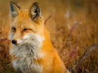 Firefox: Beyond the Basics