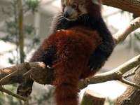 Using Firefox & Google