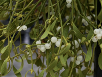 Homeopathic Remedies Discussed