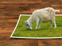 Adobe Photoshop Basics