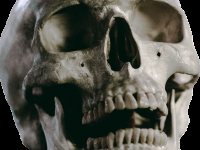 Anatomía de la Cabeza