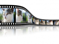 Adobe After Effects Tutorials for Beginner