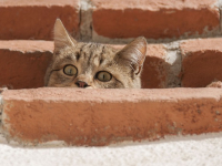 Curiosidades de los animales