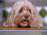 Adriana y Hiro border collie