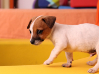 Fisioterapia para Perros