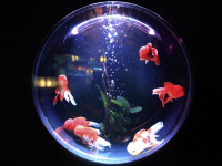 Especies de peces y cuidados