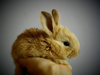 Pequeños mamíferos