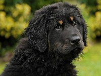 Consejos y cuidados de los perros