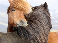 El mundo del caballo