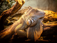 Reptiles y sus cuidados