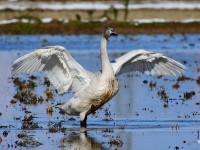 Especies de aves y sus cuidados