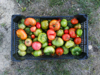 La huerta en tu casa