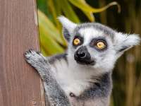 Viaje a Madagascar de mochileros