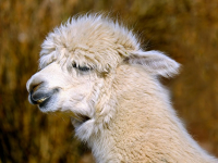 PERÚ - VIAJES MOCHILEROS