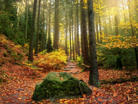 Auditoría ambiental