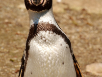 Linux Administration Course