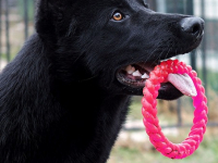 Trucos divertidos para perros