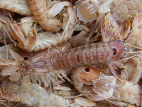 Recetas con pescados