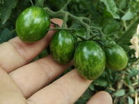 Curso de Huerta Orgánica