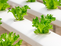 Curso técnico en cultivos vegetales completo