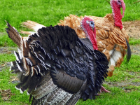 Recetas de PAVO al horno paso a paso