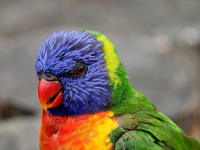 COMO HACER JAULAS PARA LOS PAJAROS